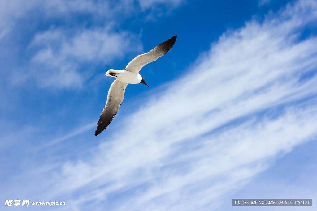 蓝天中翱翔的海鸥