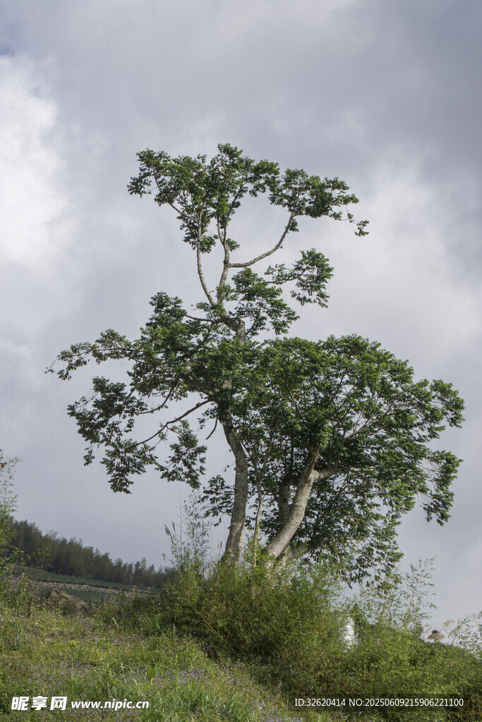 孤树挺立在绿野天空下