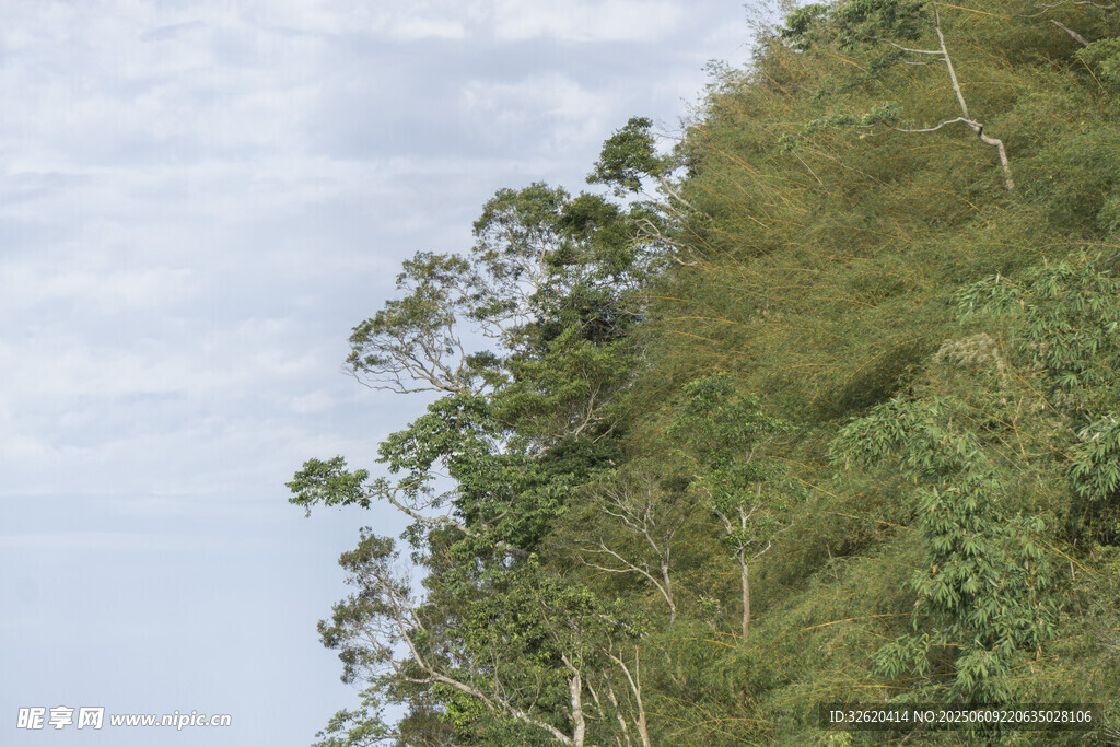 山坡上的葱郁绿树