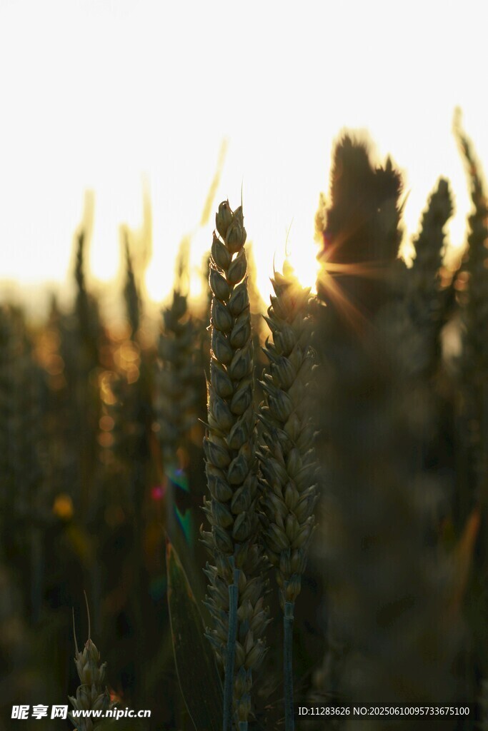 夕阳下的麦穗