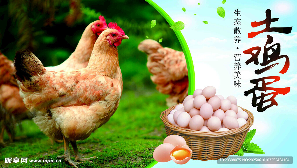 农家土鸡土鸡蛋