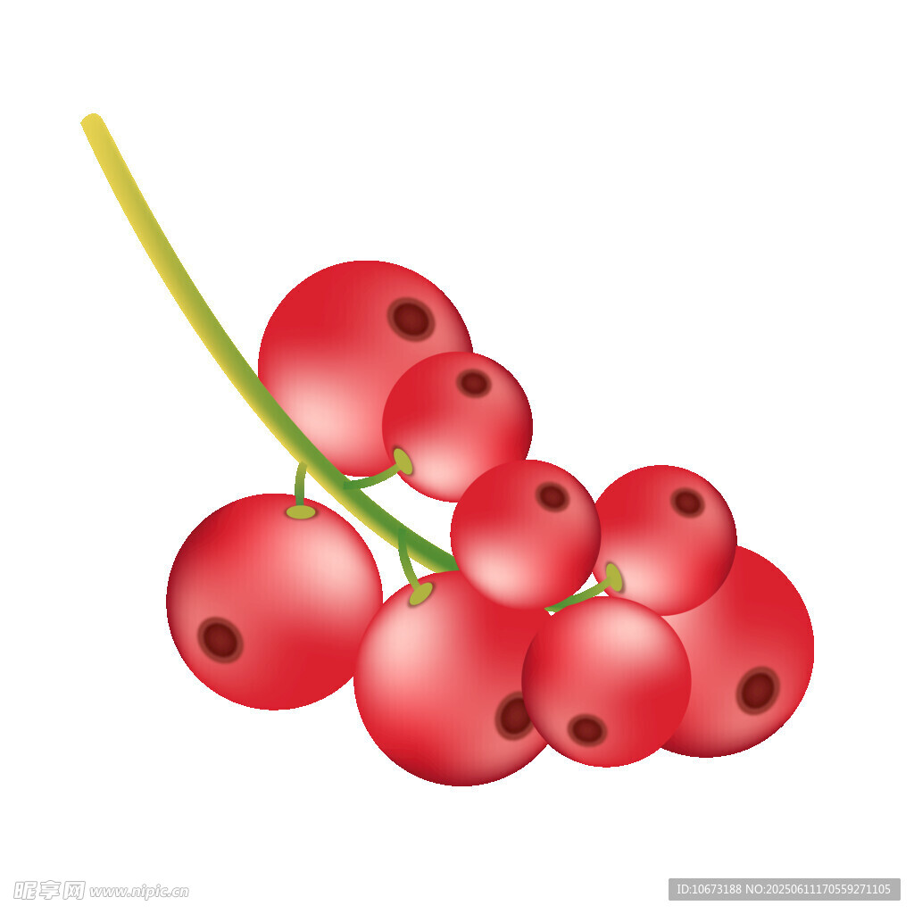 红醋栗果实插画