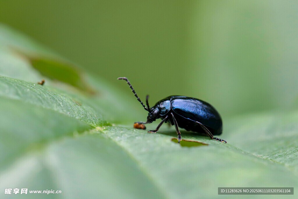 绿叶上的黑色甲虫
