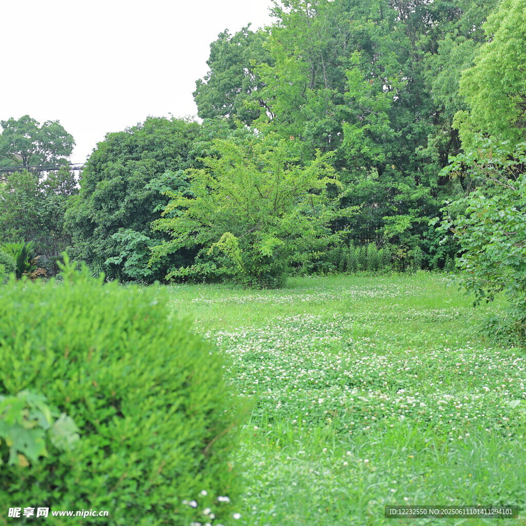 绿意盎然的户外草地景观