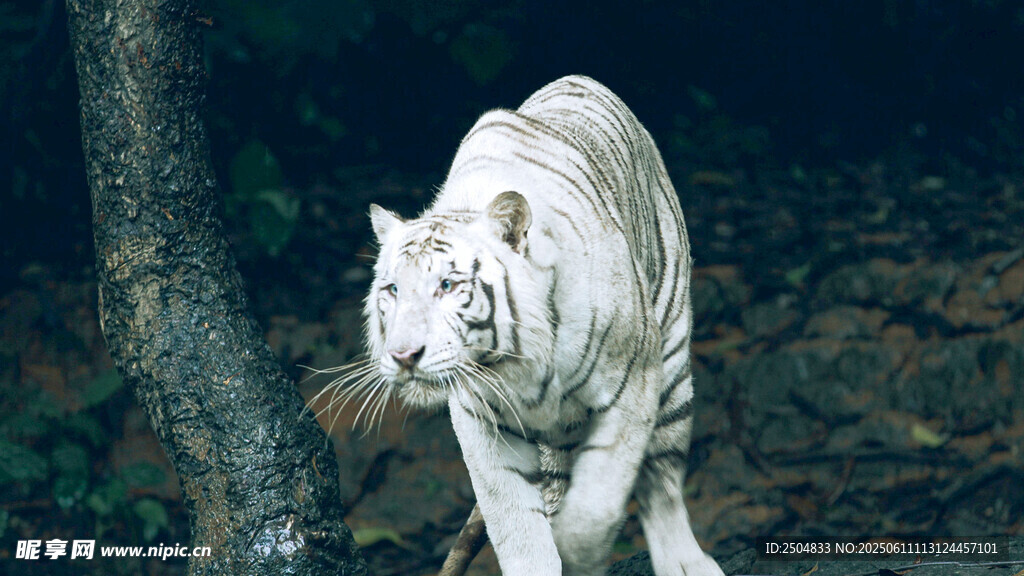 森林中的白色老虎