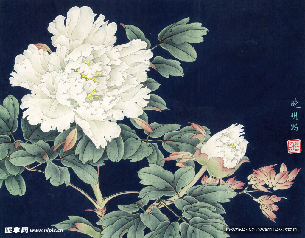 国画白牡丹花卉图