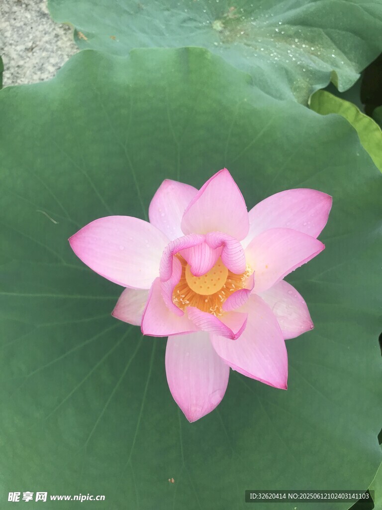 娇艳盛开的粉色荷花