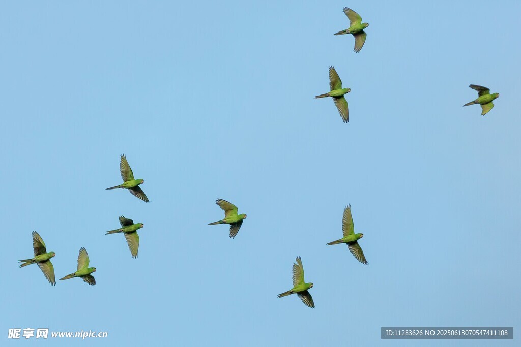 蓝天中飞翔的多彩鸟儿