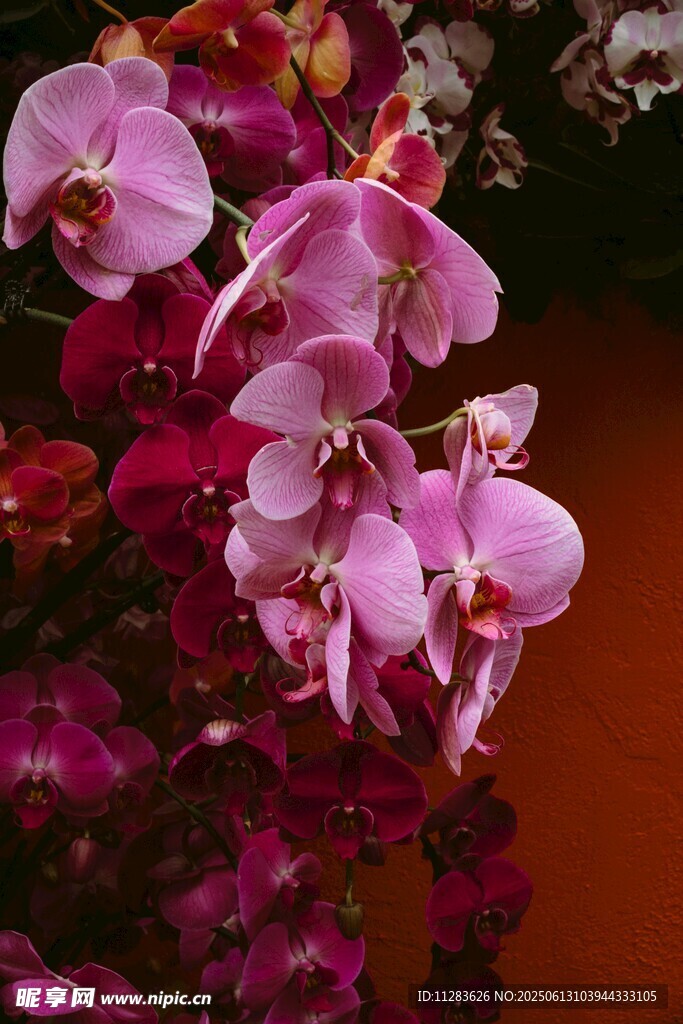 娇艳粉色兰花绽放