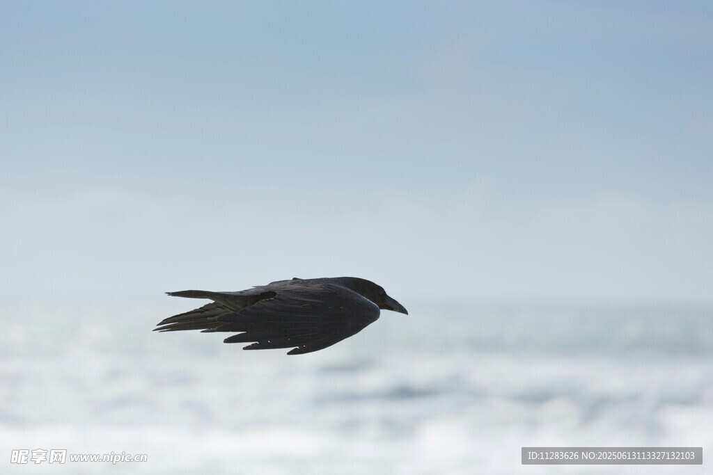 飞翔的乌鸦