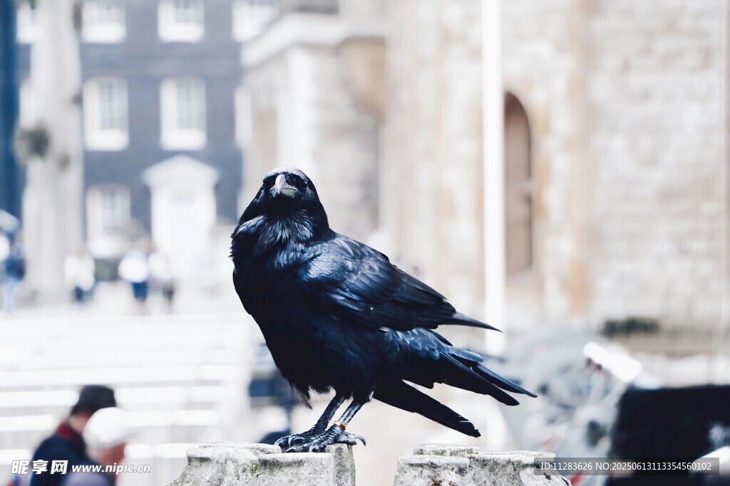石台上的黑乌鸦