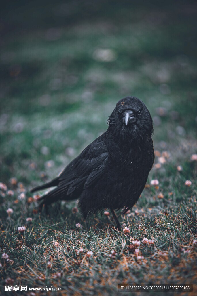 草地上的乌鸦
