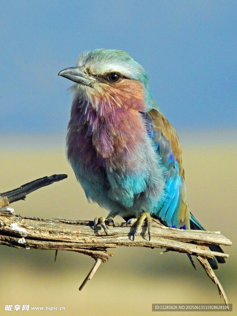 五彩斑斓的鸟儿栖息枝头