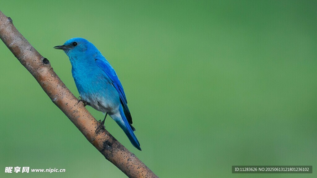 蓝色小鸟栖息枝头