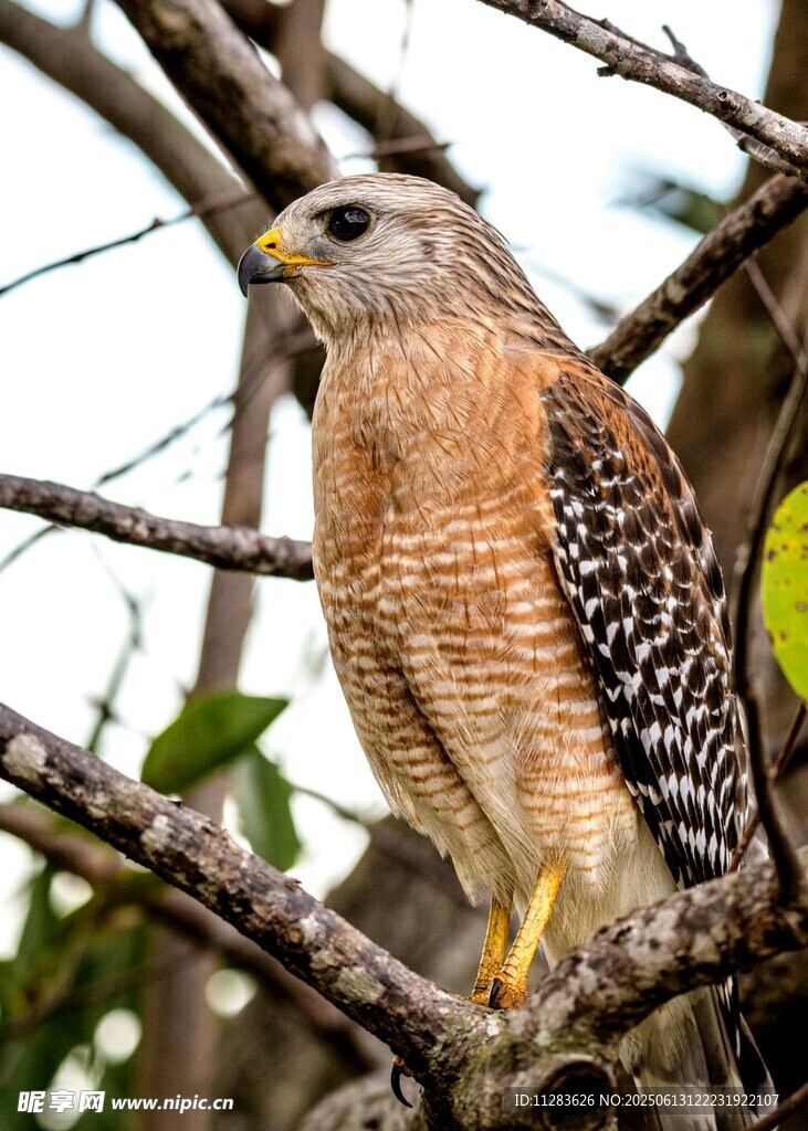 枝头红肩鹰