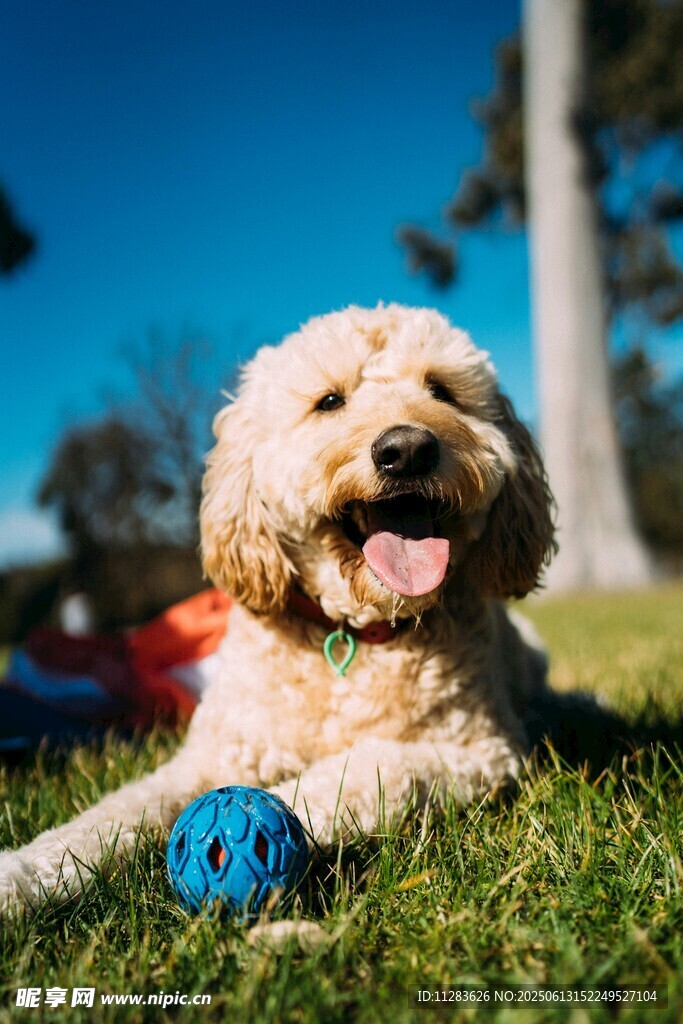 草地上玩耍的可爱卷毛犬