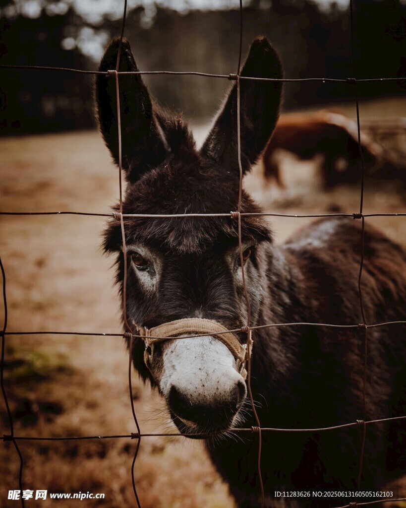 围栏边的可爱小毛驴