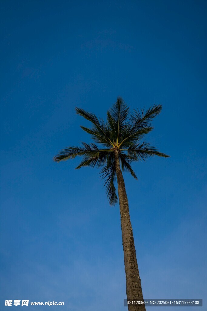 蓝天中的挺拔棕榈树
