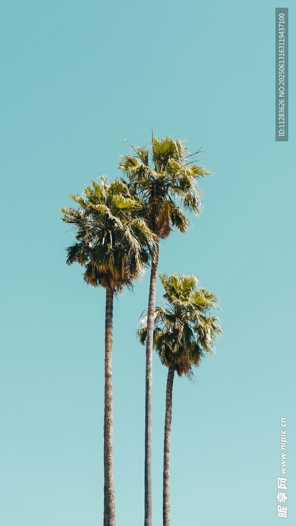 蓝天映衬下的挺拔棕榈树