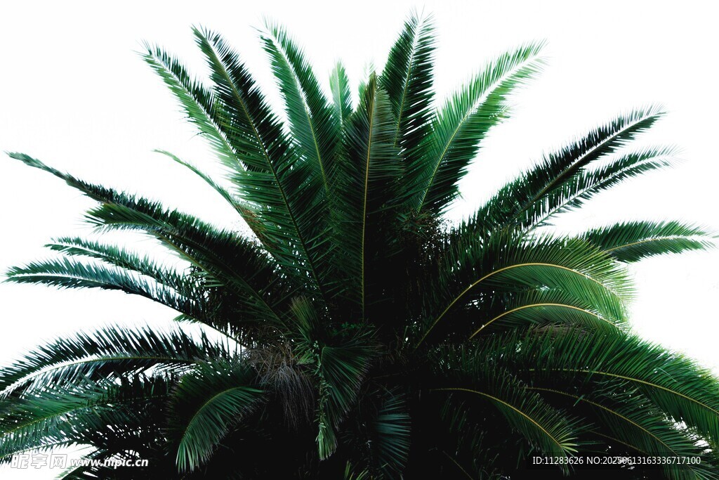 翠绿棕榈树特写