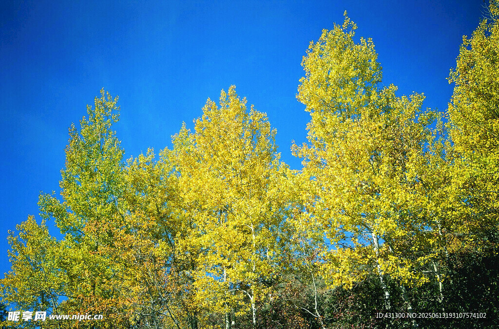 蓝天映衬下的金黄树木