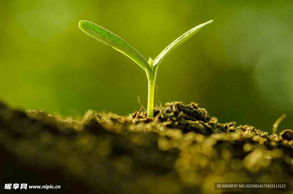 破土而出的嫩绿幼苗