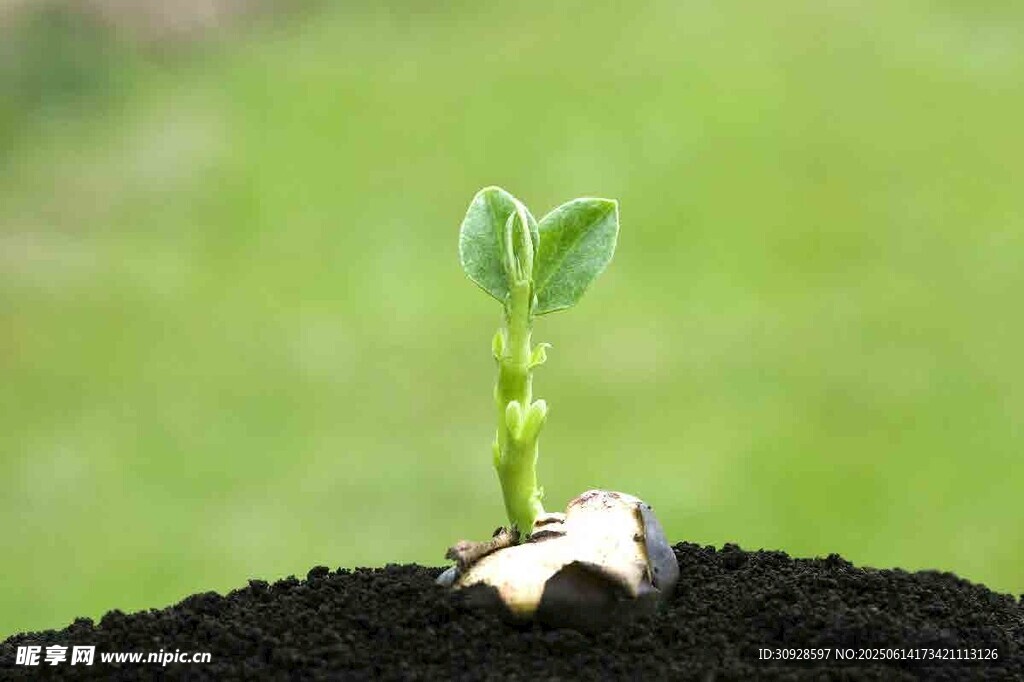 破土而出的嫩绿幼苗