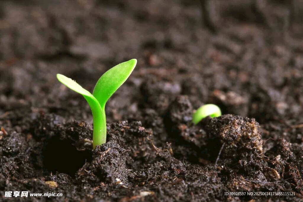 破土而出的嫩绿幼苗