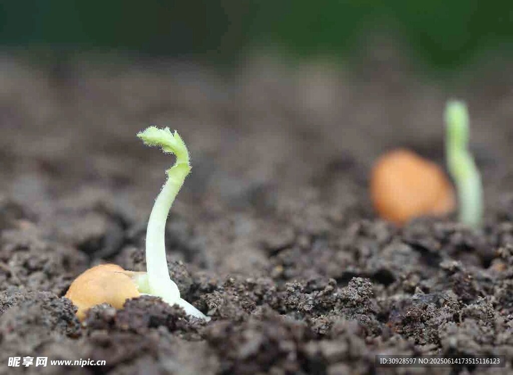 破土而出的嫩绿幼苗