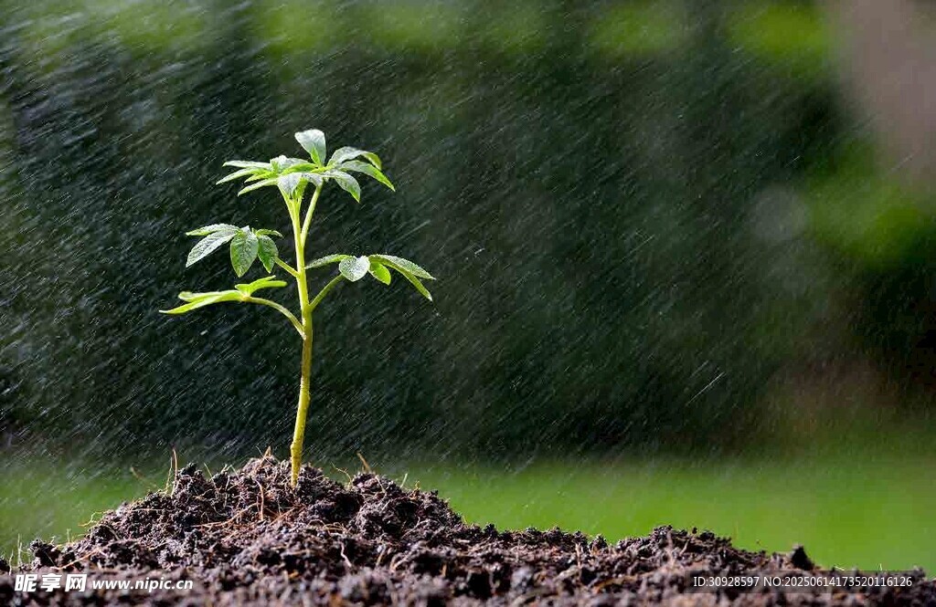 破土而出的嫩绿幼苗