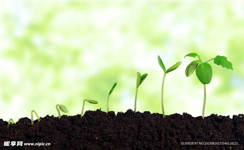 破土而出的嫩绿幼苗