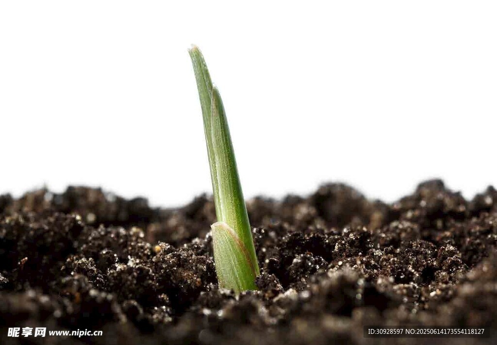 破土而出的嫩绿幼苗