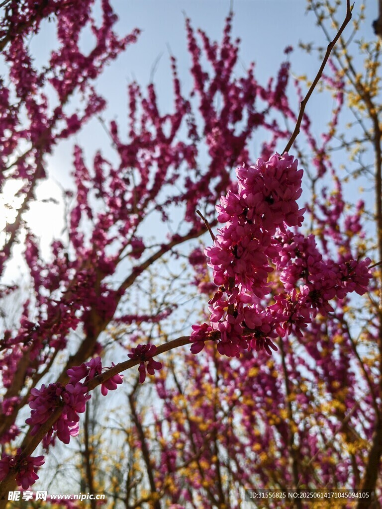 春日繁花绽放枝头