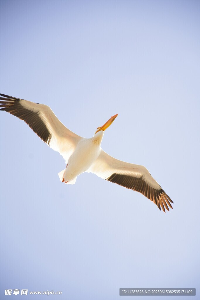 翱翔蓝天的白鹈鹕