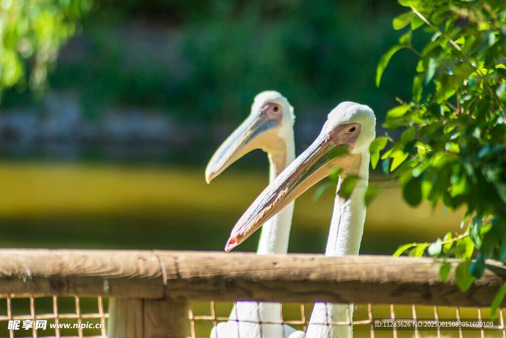 围栏边的两只鹈鹕