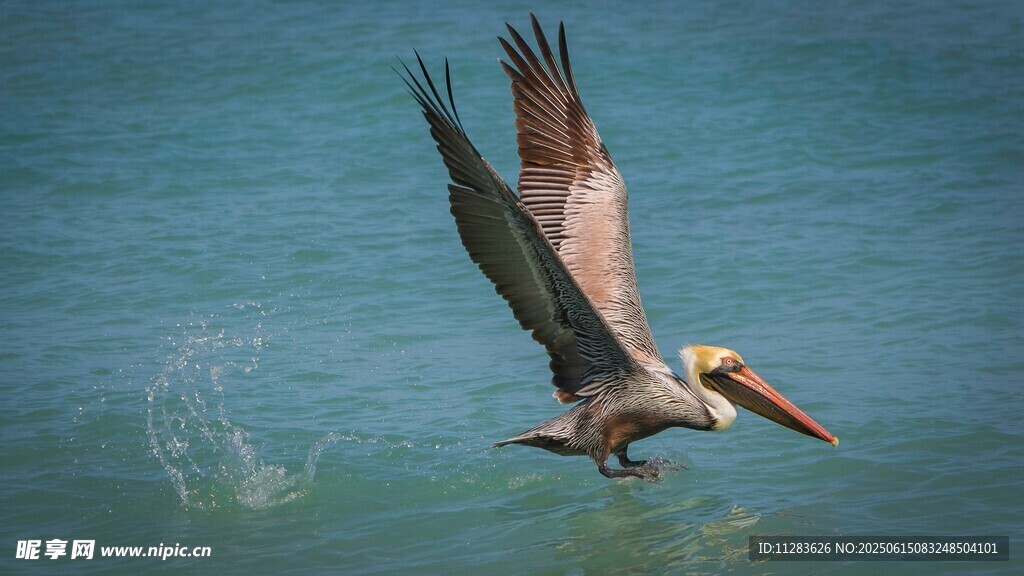 鹈鹕展翅于碧海之上