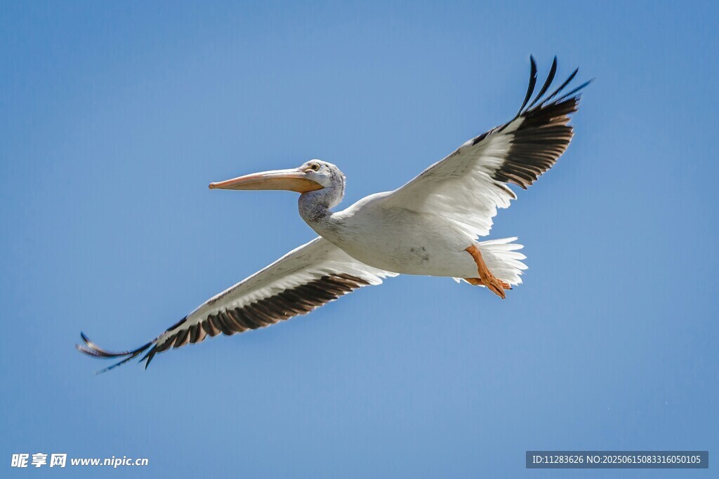 翱翔蓝天的白鹈鹕