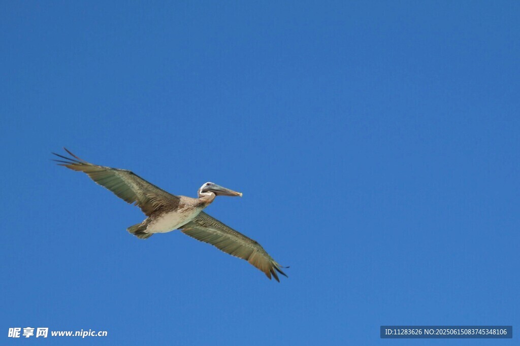 蓝天中翱翔的飞鸟