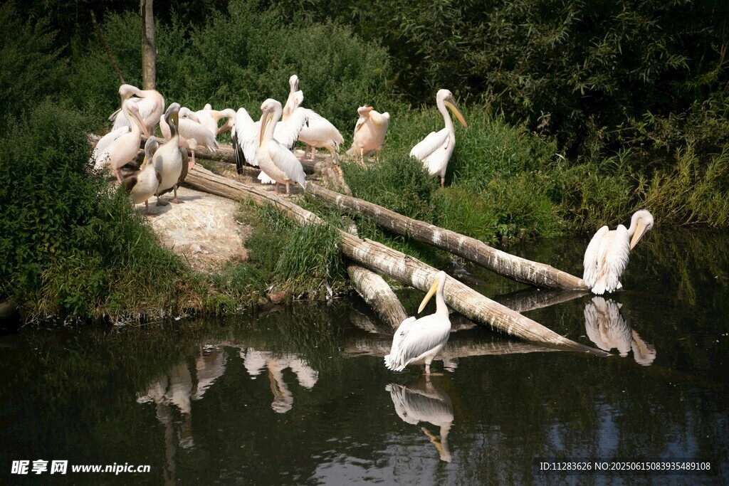 水边鹈鹕群休憩