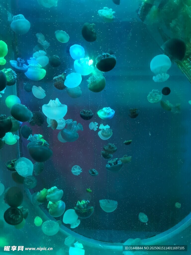 梦幻水母在水中飘逸