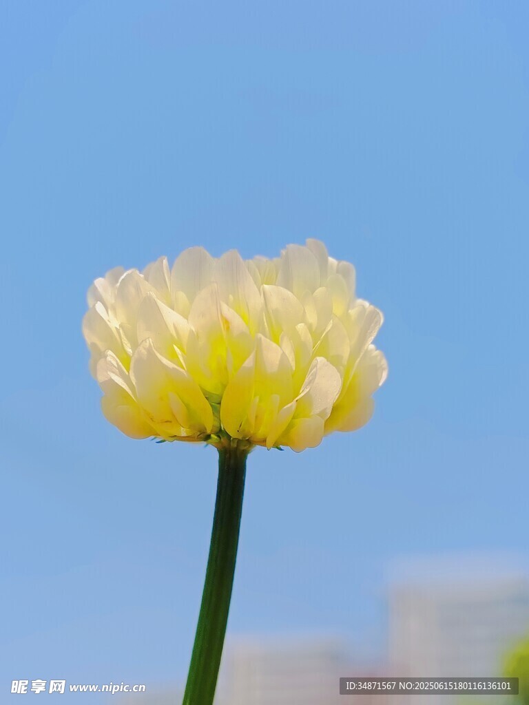 黄色单朵小花特写