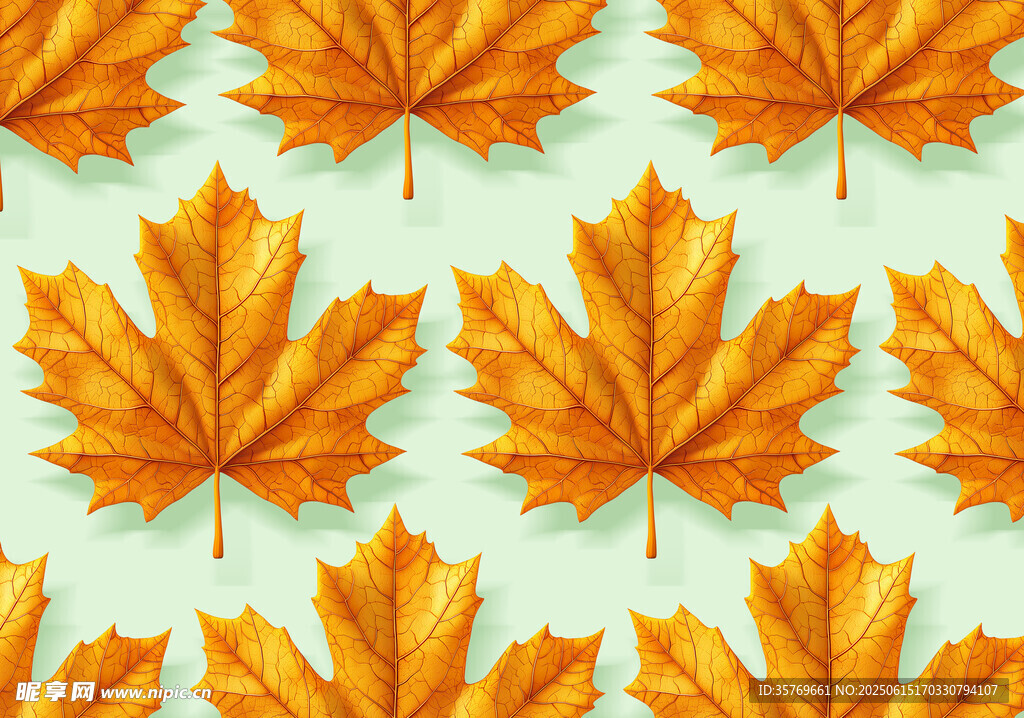 金黄枫叶图案