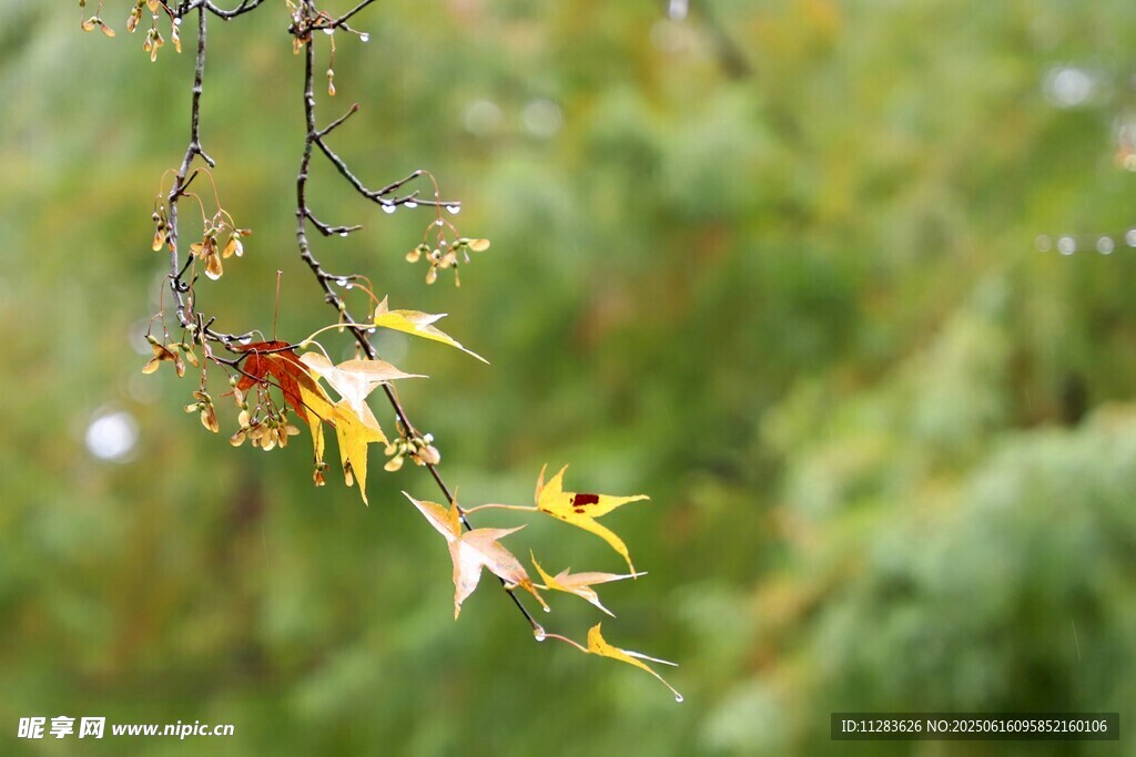 枝头绽放的多彩美丽花朵