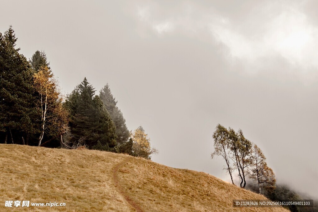 山坡上的树木与朦胧天空