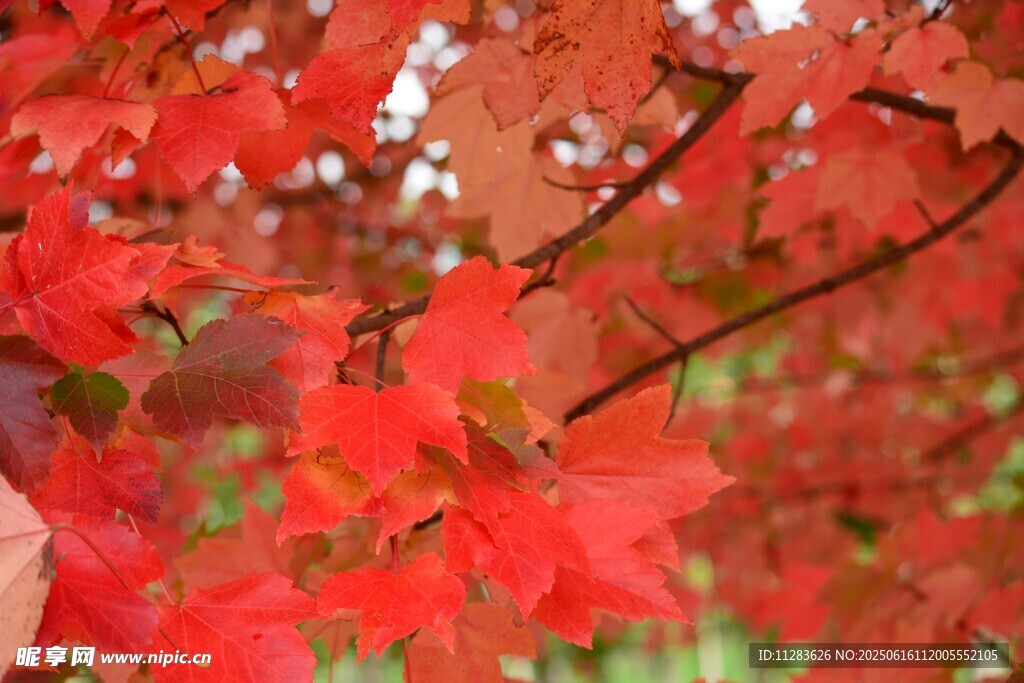 秋日红枫叶景