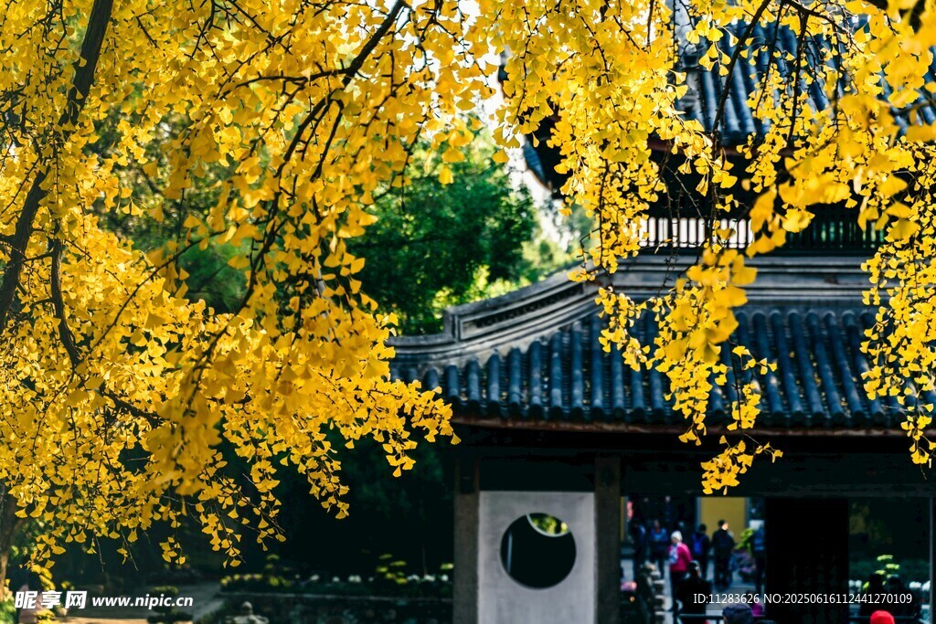 古建旁金黄银杏美景