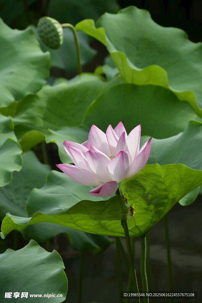 绽放的粉色荷花