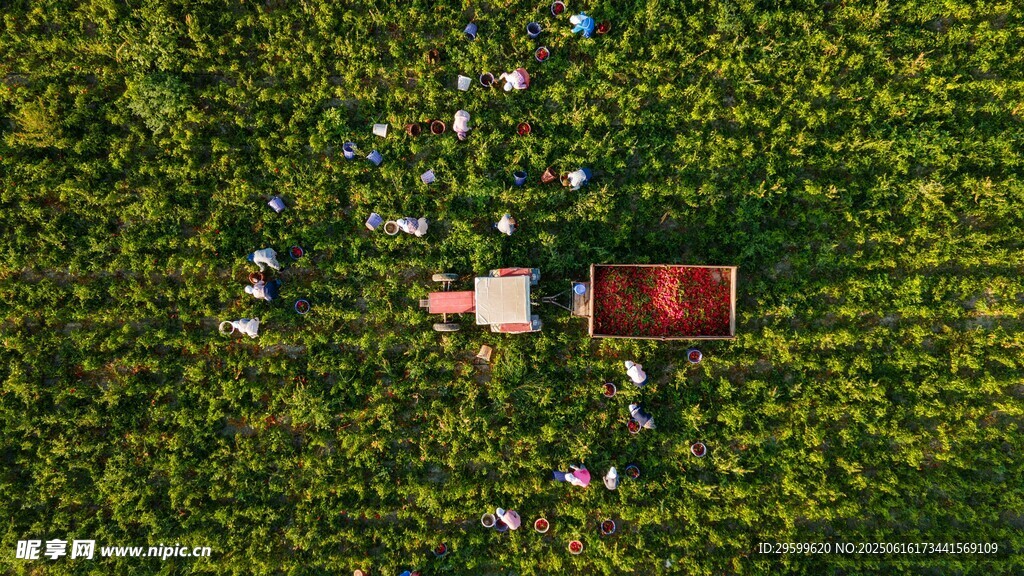 空中俯瞰绿意中的红建筑