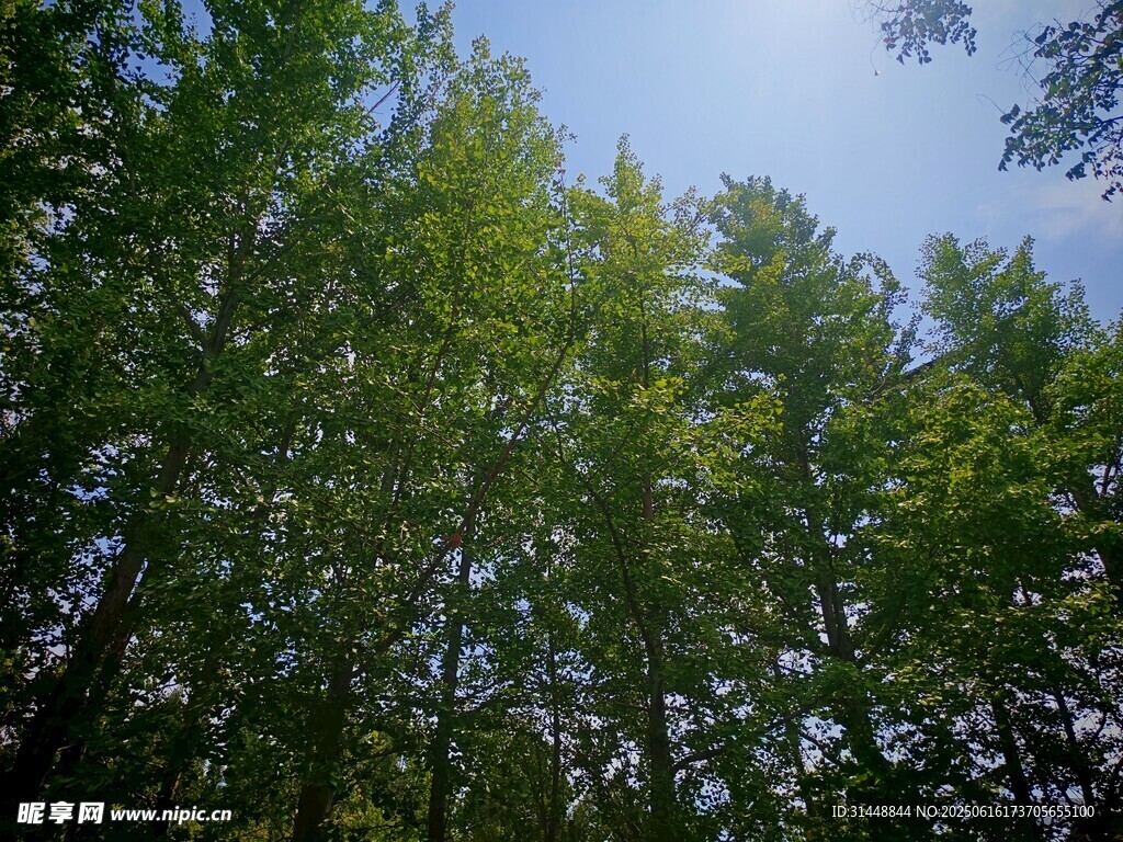 仰视茂密树林蓝天景象
