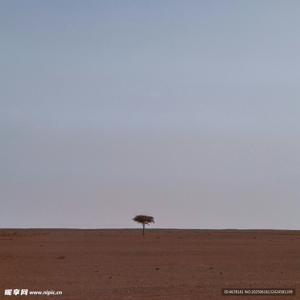 旷野孤树 尽显自然静谧